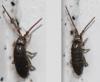 Tomocerus minor